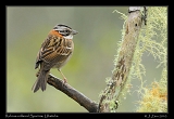  Rufous-collared Sparrow, Ubatuba, Brazil � Janet Zinn 2010