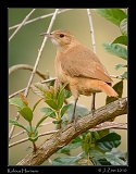  Rufous Hornero, Brazil � Janet Zinn 2010