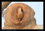  Rufous Hornero in nest, Iguazu National Park, Argentina � Janet Zinn 2010