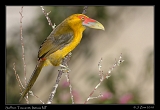  Saffron Toucanet, Itatiaia National Park, Brazil � Janet Zinn 2010
