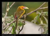  Saffron Toucanet, Itatiaia National Park, Brazil � Janet Zinn 2010