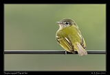  Sepia-capped Flycatcher, Brazil � Janet Zinn 2010