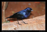  Shiny Cowbird, Puerto Iguazu, Argentina � Janet Zinn 2010