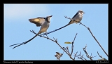  Streamer-tailed Tyrants displaying, Brazil � Janet Zinn 2010