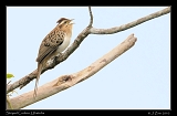  Striped Cuckoo, Ubatuba, Brazil � Janet Zinn 2010
