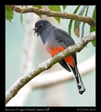  Surucua Trogon (female), Itatiaia National Park, Brazil � Janet Zinn 2010