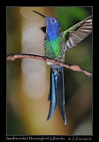  Swallow-tailed Hummingbird, Ubatuba, Brazil � Janet Zinn 2010