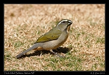  Thick-billed Saltator, Itatiaia National Park, Brazil � Janet Zinn 2010