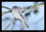  Tropical Pewee, Itatiaia National Park, Brazil � Janet Zinn 2010