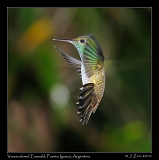  Versicolored Emerald, Puerto Iguazu, Argentina � Janet Zinn 2010