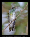  Versicolored Emerald, Puerto Iguazu, Argentina � Janet Zinn 2010