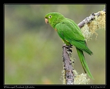  White-eyed Parakeet, Ubatuba, Brazil � Janet Zinn 2010