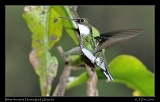  White-throated Hummingbird, Ubatuba, Brazil � Janet Zinn 2010