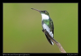  White-throated Hummingbird, Ubatuba, Brazil � Janet Zinn 2010