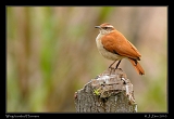  Wing-banded Hornero, Brazil � Janet Zinn 2010