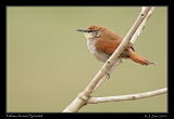  Yellow-chinned Spinetail, Brazil � Janet Zinn 2010