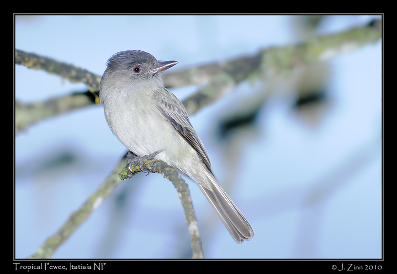 tropical-pewee_5099a