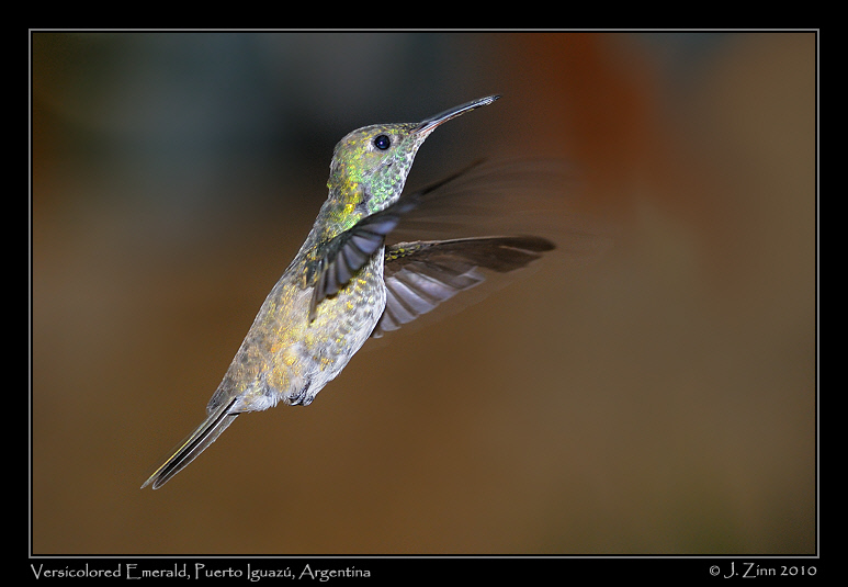 versicolored-emerald_6187a