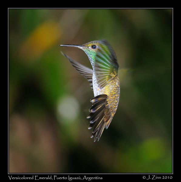 versicolored-emerald_6190a