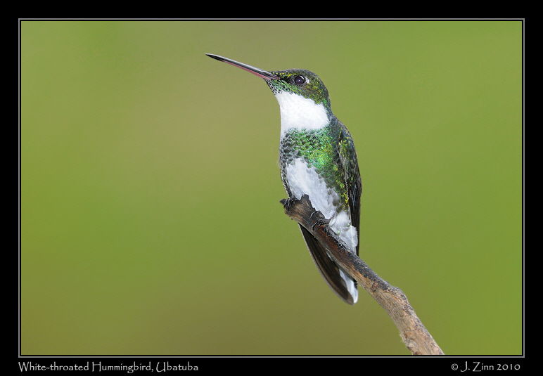 white-throated-hummingbird_4870a