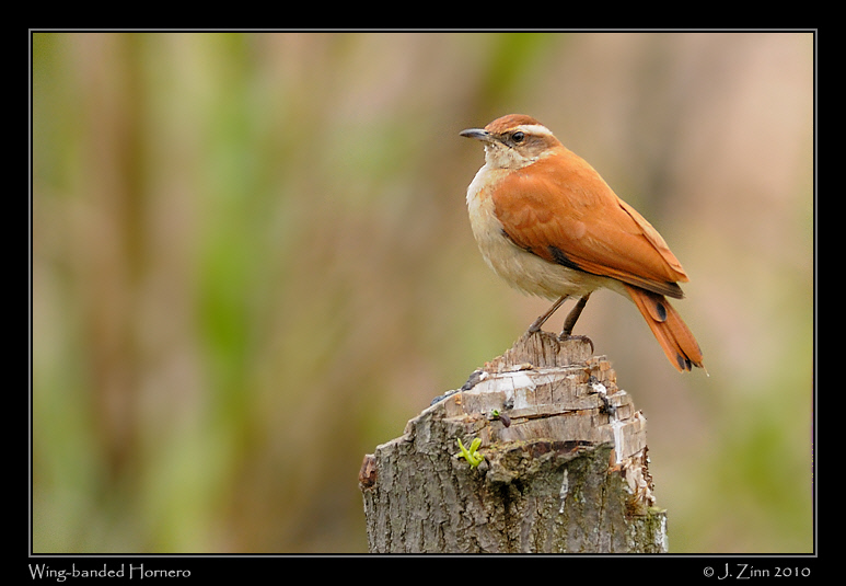 wing-banded-hornero_4964a