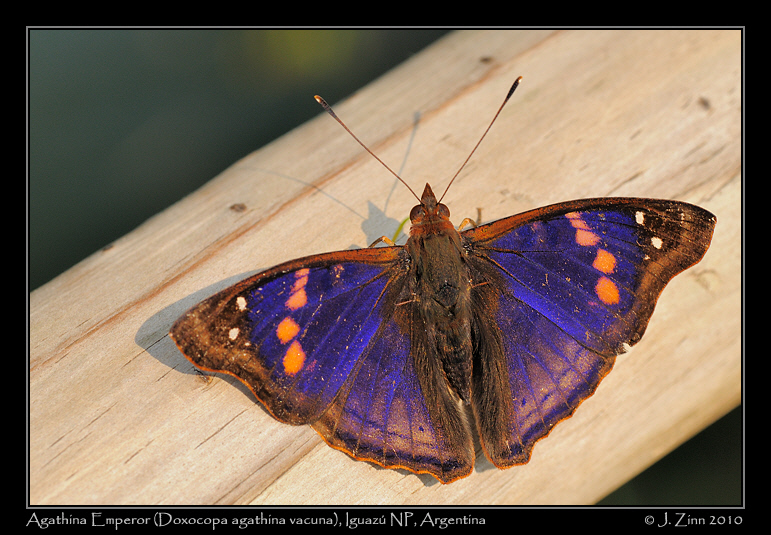 Agathina-Emperor-Doxocopa-agathina-vacuna_1526a