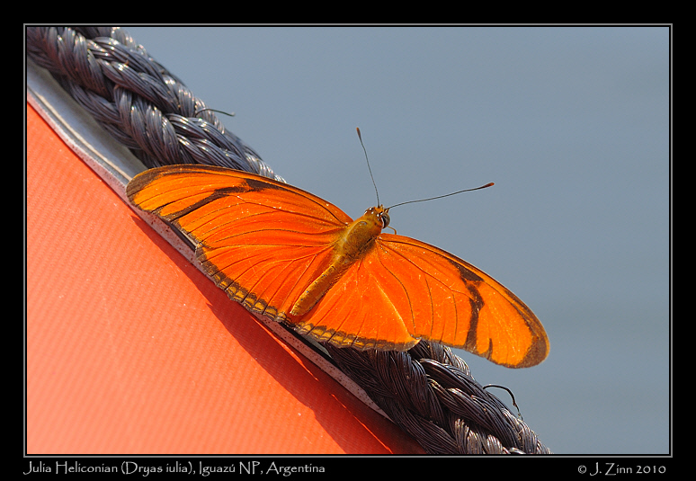 Julia-Heliconian-Dryas-iulia_6371b