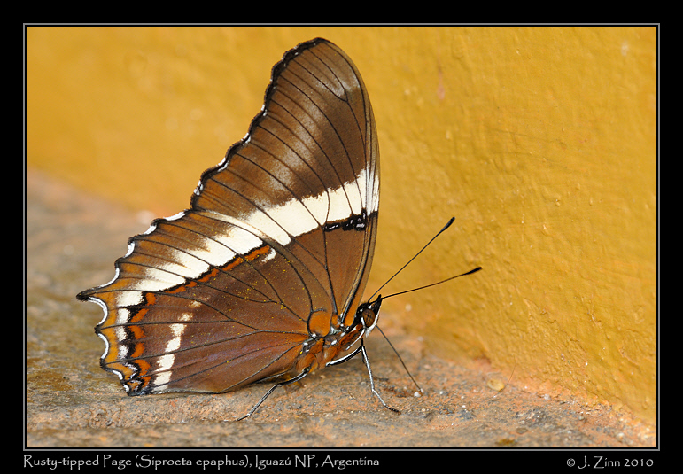 Rusty-tipped-Page-Siproeta-epaphus_6361a