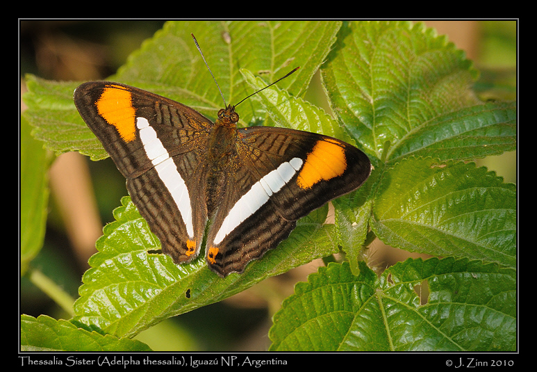 Thessalia-Sister-Adelpha-thessalia_6313a