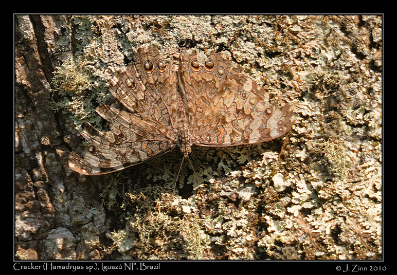 cracker-hamadryas_5970aw