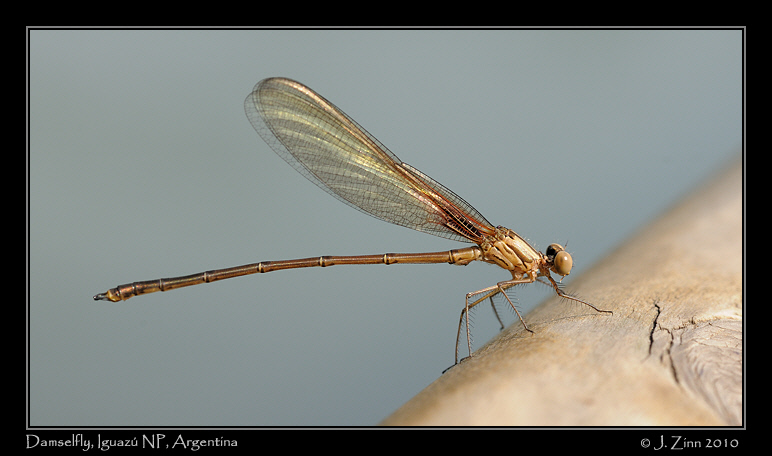 damselfly_6343a