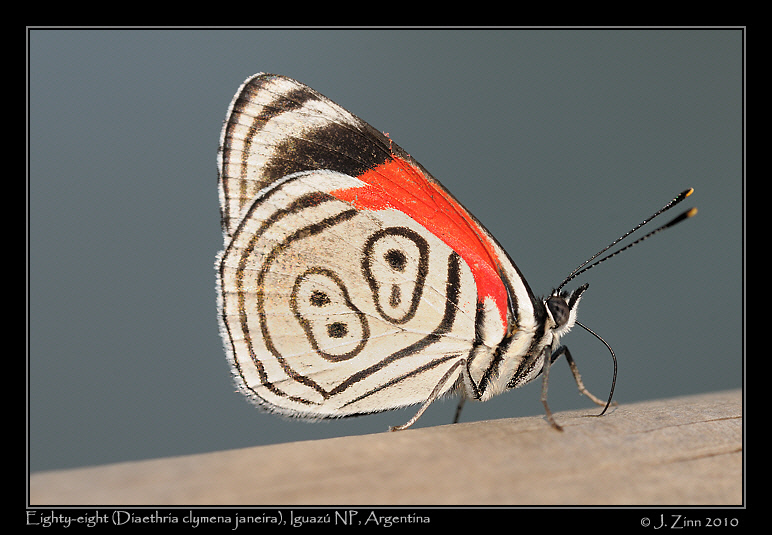 eighty-eight-Diaethria-clymena-janeira_6336a