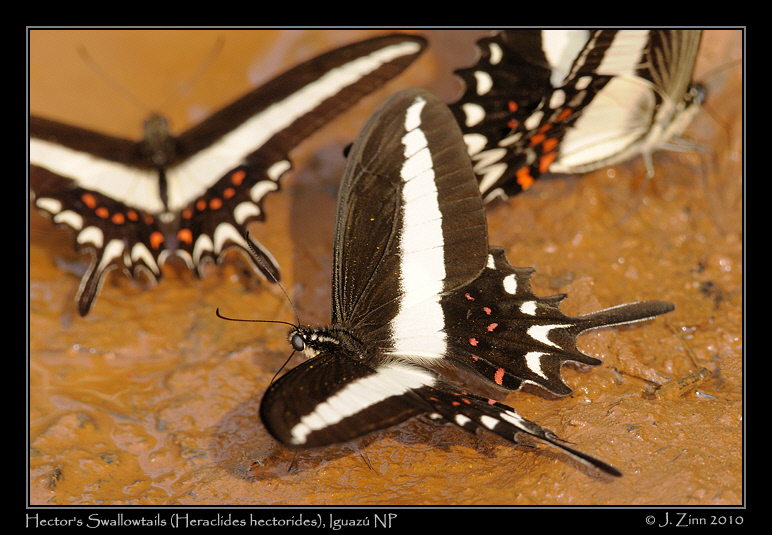 hector's-swallowtail-hectorides_6169a