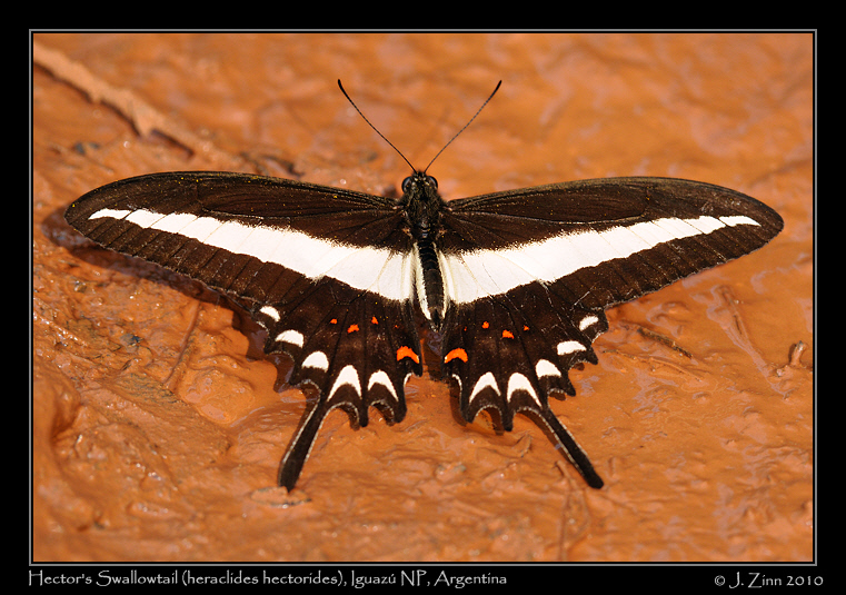 hector's-swallowtail-heraclides-hectorides_6171a