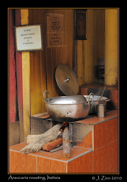 Araucaria-roasting_1380a