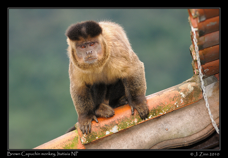 brown-capuchin-monkey_5197a