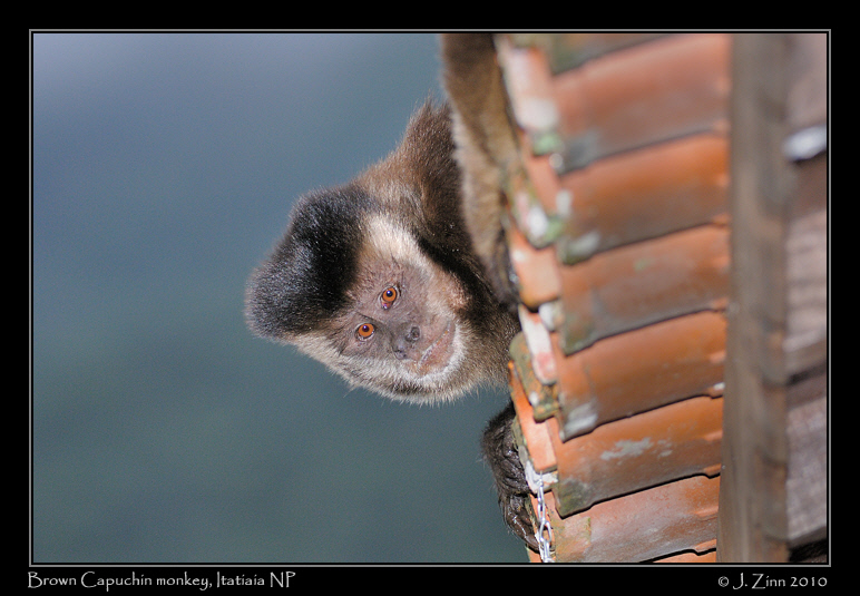 brown-capuchin_5112a