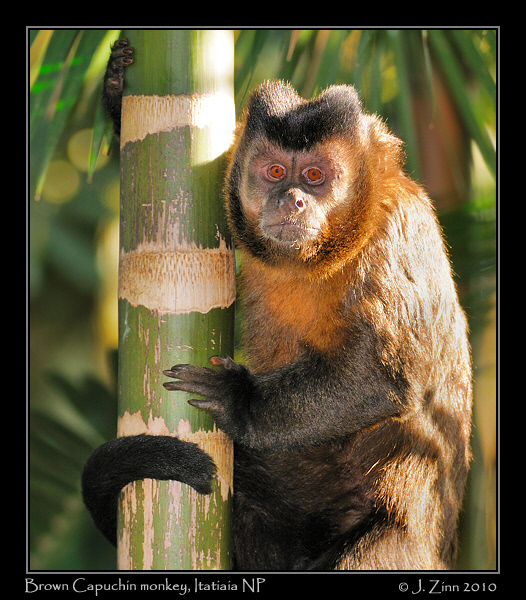 brown-capuchin_5403a