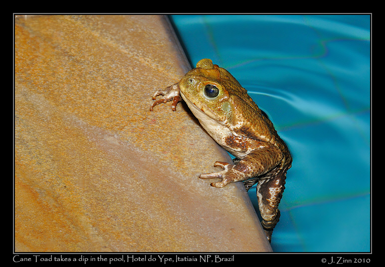 cane-toad-itatiaia-brazil_1321a