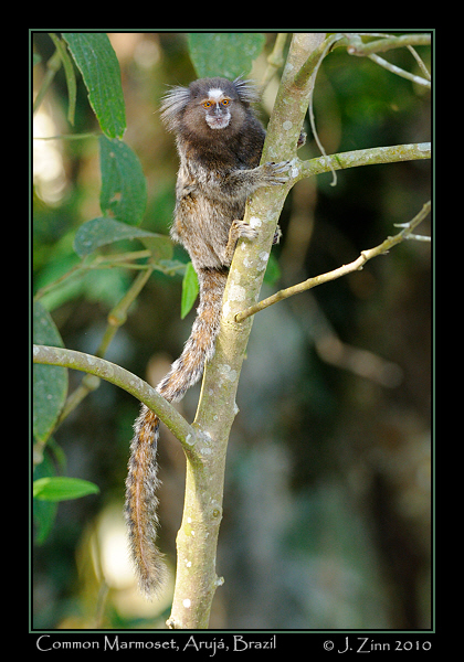common-marmoset_JZ5_5842a