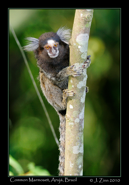 common-marmoset_JZ5_5848a