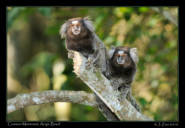 common-marmoset_JZ5_5861a