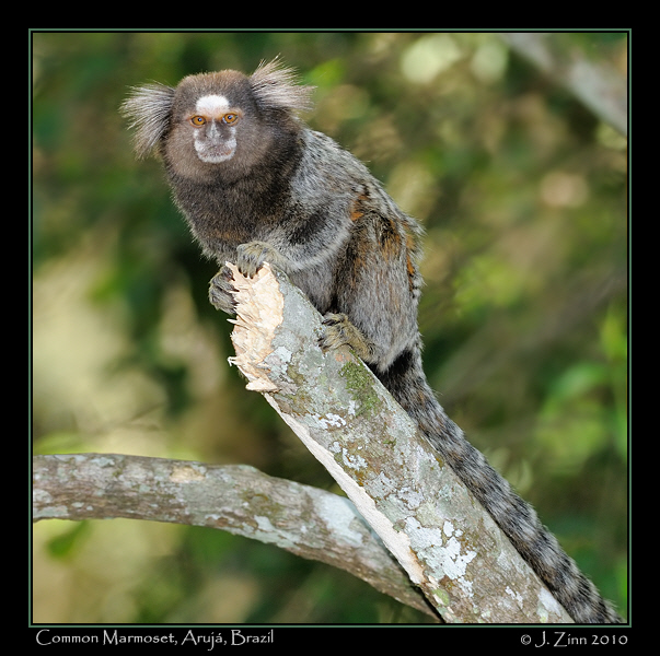 common-marmoset_JZ5_5889a