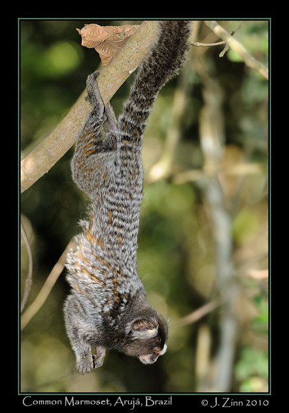 common-marmoset_JZ5_5892a