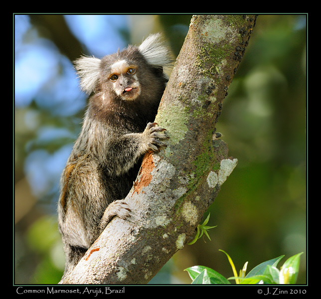 common-marmoset_JZ5_5898a