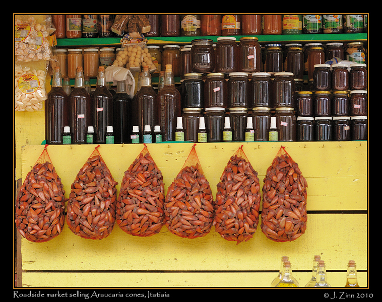 market-itatiaia-Araucaria_1390a
