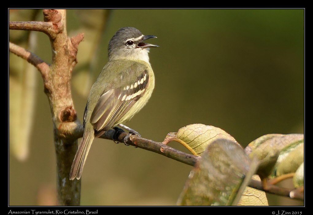 amazonian_tyrannulet_0038b