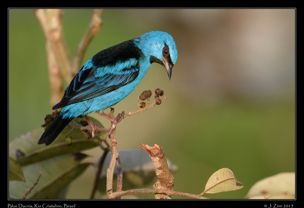 blue_dacnis_9935b