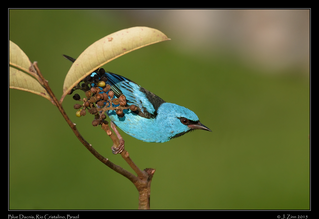 blue_dacnis_9941b