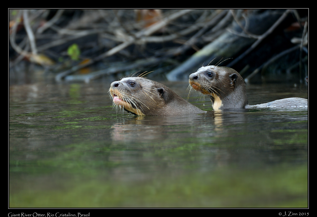 giant_river_otters_0692a